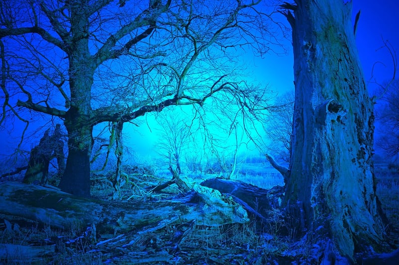Secret Forest